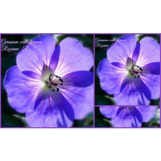 Geranium Rozanne -R- im großen XL 3 Liter Topf gewachsen ~ Storchschnabel~ unvergleichlicher Dauerblüher !