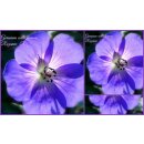 Geranium Rozanne -R- im großen XL 3 Liter Topf...