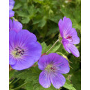 Geranium Rozanne -R- im großen XL 3 Liter Topf...