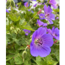 Geranium Rozanne -R- im großen XL 3 Liter Topf gewachsen ~ Storchschnabel~ unvergleichlicher Dauerblüher !