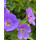 Geranium Rozanne -R- im großen XL 3 Liter Topf gewachsen ~ Storchschnabel~ unvergleichlicher Dauerblüher !