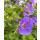Geranium Rozanne -R- im großen XL 3 Liter Topf gewachsen ~ Storchschnabel~ unvergleichlicher Dauerblüher !