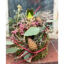 Amaryllis in Mooskugel im Winterlichen Look...