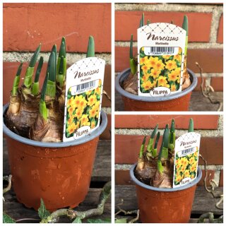 Narzisse - Tazette mehrblütig „Martinette“ im Topf - knospig/bald blühend ~ duftig ~ traumhaft ~ Frühlingsdeko