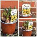 Narzisse - Tazette mehrblütig...