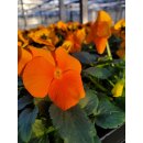 10 stk. frisches Hornveilchen Orange~ knospig & jetzt...