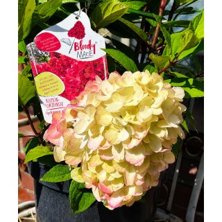 Rispenhortensie Bloody Marie -R- ~ kräftige Qualität ca 50 cm~ prunkvoller Sommerblüher.. Hortensie jetzt knospig/blühend - Neuheit