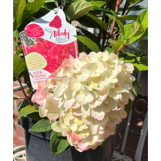 Rispenhortensie Bloody Marie -R- ~ kräftige Qualität ca 60 cm~ prunkvoller Sommerblüher.. Hortensie jetzt knospig/blühend - Neuheit