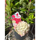 Rispenhortensie Bloody Marie -R- ~ kräftige Qualität ca 50 cm~ prunkvoller Sommerblüher.. Hortensie jetzt knospig/blühend - Neuheit