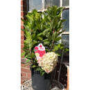 Rispenhortensie Bloody Marie -R- ~ kräftige Qualität ca 50 cm~ prunkvoller Sommerblüher.. Hortensie jetzt knospig/blühend - Neuheit