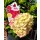 Rispenhortensie Bloody Marie -R- ~ kräftige Qualität ca 50 cm~ prunkvoller Sommerblüher.. Hortensie jetzt knospig/blühend - Neuheit