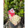 Rispenhortensie Bloody Marie -R- ~ kräftige Qualität ca 50 cm~ prunkvoller Sommerblüher.. Hortensie jetzt knospig/blühend - Neuheit