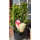 Rispenhortensie Bloody Marie -R- ~ kräftige Qualität ca 50 cm~ prunkvoller Sommerblüher.. Hortensie jetzt knospig/blühend - Neuheit