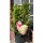 Rispenhortensie Bloody Marie -R- ~ kräftige Qualität ca 60 cm~ prunkvoller Sommerblüher.. Hortensie jetzt knospig/blühend - Neuheit