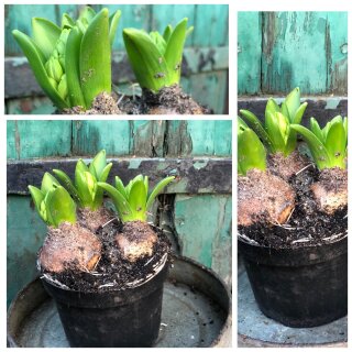 Violett/Blaue Trio Hyazinthe im Topf (3 Hyazinthen pro Topf ) knospig/blühend ~große Zwiebeln,extra Sortierung~gewachsen in Norddeutschland