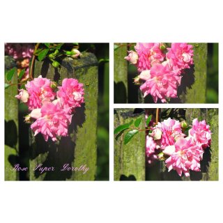 Rose Super Dorothy ~ im 10 Liter Topf ~zauberhafter öfterblühender Rambler mit übereichen Blütencharme #1