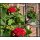 Dänische Pelargonie Royal – Rosebud  ~ knosig /blühend ~ zauberhaft