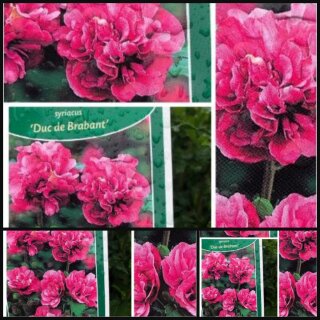 Garteneibisch Duc de Brabant~ kräftige 40/60 im C3~Hibiscus~eleganter Sommertraum