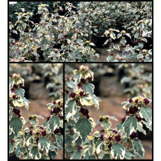 Garteneibisch Purpureus Variegatus~ kräftige 40/60 im C3~Hibiscus~Blickfang-Sommerzauber