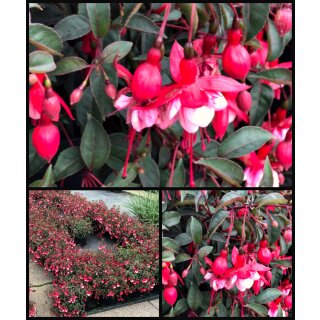 Freiland Garten Fuchsie Madame Cornelissen  ~im großen 3 Liter XL Topf ~ Nostalgie im Staudenbeet~