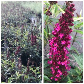 Zwerg-Sommerflieder ~ Schmetterlingsflieder / Buddleja Buzz-R- Hot Rapsberry 30/40 ~ Sommerlaune in toller Farbe