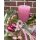 Tischkranz - Rosa Kerzengesteck - frischer Mooskranz mit Windlicht, Olive & Co und Natur Deko …