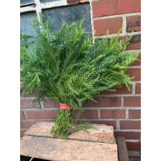 Crypthomeria flauschig - dickes Bund ~ Sicheltanne ~ Kurz~ Tannendeko ~ natürlich schön