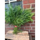 Crypthomeria flauschig - dickes Bund ~ Sicheltanne ~...