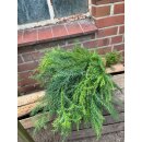 Crypthomeria flauschig - dickes Bund ~ Sicheltanne ~...