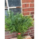 Crypthomeria flauschig - dickes Bund ~ Sicheltanne ~ Kurz~ Tannendeko ~ natürlich schön