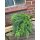 Crypthomeria flauschig - dickes Bund ~ Sicheltanne ~ Kurz~ Tannendeko ~ natürlich schön