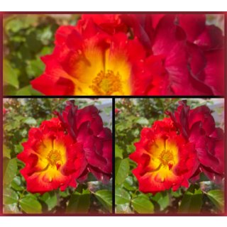 Alexander van Humboldt Rose -R- Bienenfreundliche Rose /Nektar Garten ~ wunderschöner trockenverträglicher & gesunder Dauerblüher