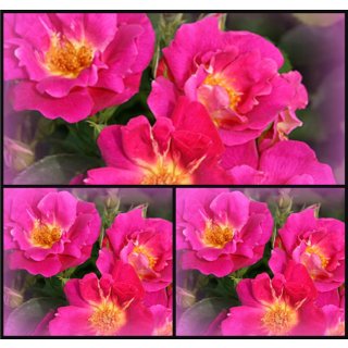Rose Weg der Sinne -R- Bienenfreundliche Rose /Nektar Garten ~ wunderschöner trockenverträglicher & gesunder Dauerblüher