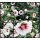 Garteneibisch~ Hibiscus Monstrosus 40/60 C3 ~ imposante Blüten Sommerträume~Bienenfreund