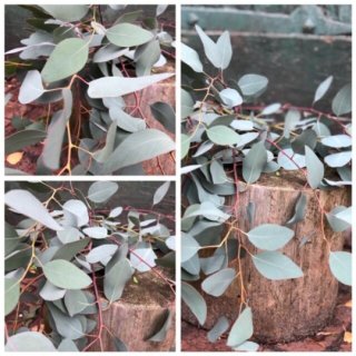 1 schönes Bund Eukalyptus Populus~ Frische Eukalyptus Deko ~ duftig ~ frisch & duftig