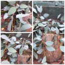 1 schönes Bund Eukalyptus Populus~ Frische...