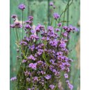Verbene~ Patagonisches Eisenkraut im großen XXL Topf -knospig/blühend - sehr Starke Qualität ~ Blumen~ Bienenfreundliche Gartenpflanze