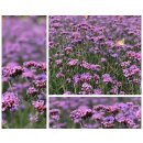 Verbene~ Patagonisches Eisenkraut im großen XXL Topf -knospig/blühend - sehr Starke Qualität ~ Blumen~ Bienenfreundliche Gartenpflanze