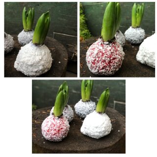 Wax Hyazinthe - Wachshyazinthe weiß gewachst mit Schnee –Winter- & Vorfrühlingsdeko– Modern, natürlich, Duft, zauberhafte Geschenkidee