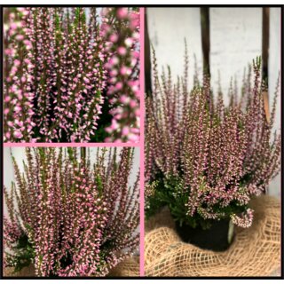 Frische Herbst - Heide rosa ~ großer 12cm Topf~knospig/blühend~ Herbstdeko~ Calluna Gardengirls~ Winterhart+Knospenblüher