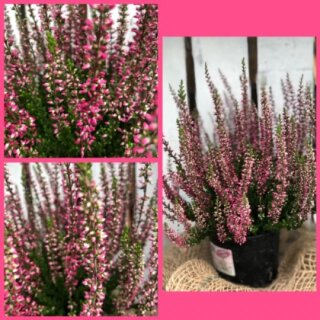 Frische Herbst-Heide rot großer 12cm Topf~knospig/blühend~ bunte Herbstdeko Calluna Gardengirls Sommerheide ~winterhartKnospenblüher