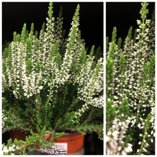 Frische Herbst - Heide weiss ~ großer 12cm Topf~knospig/blühend~ Herbstdeko ~ Calluna Gardengirls  ~winterhart~Knospenblüher