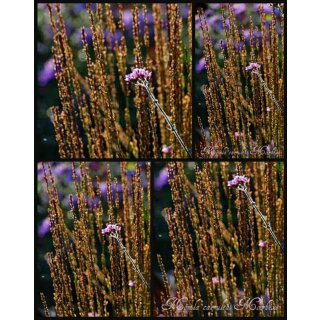Molinia caerula Moorhexe -Solitär im großen XL Topf-~ Pfeifengras..Geheimnisvoll und schön