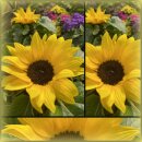 Zwerg-Sonnenblume im Topf ~jetzt knospig/blühend...
