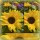 Zwerg-Sonnenblume im Topf ~jetzt knospig/blühend ~Sonnenlovers