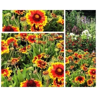 Korkadenblume Arizona Sun im großen 3 XLTopf gewachsen - jetzt knospig/blühend ~ Bienenfreundliche Staude ~ Papageinblume