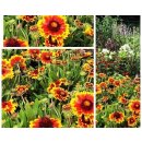Korkadenblume Arizona Sun im großen 3 XLTopf...