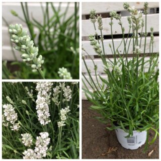 Lavendel Edel-weiß - jetzt knospig/blühend im großen Topf ~ Bienenpflanzen ~ Duftschatz