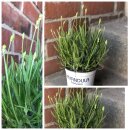 Lavendel Edel-weiß - jetzt knospig/blühend im...