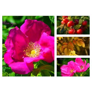 3 Töpfe Wild-Rose Rosa Rugosa~Kartoffelrose~ im großen 3 Liter Topf~ Sylterheckenrose ~ Blüh-Fruchthecke /Hagebutten